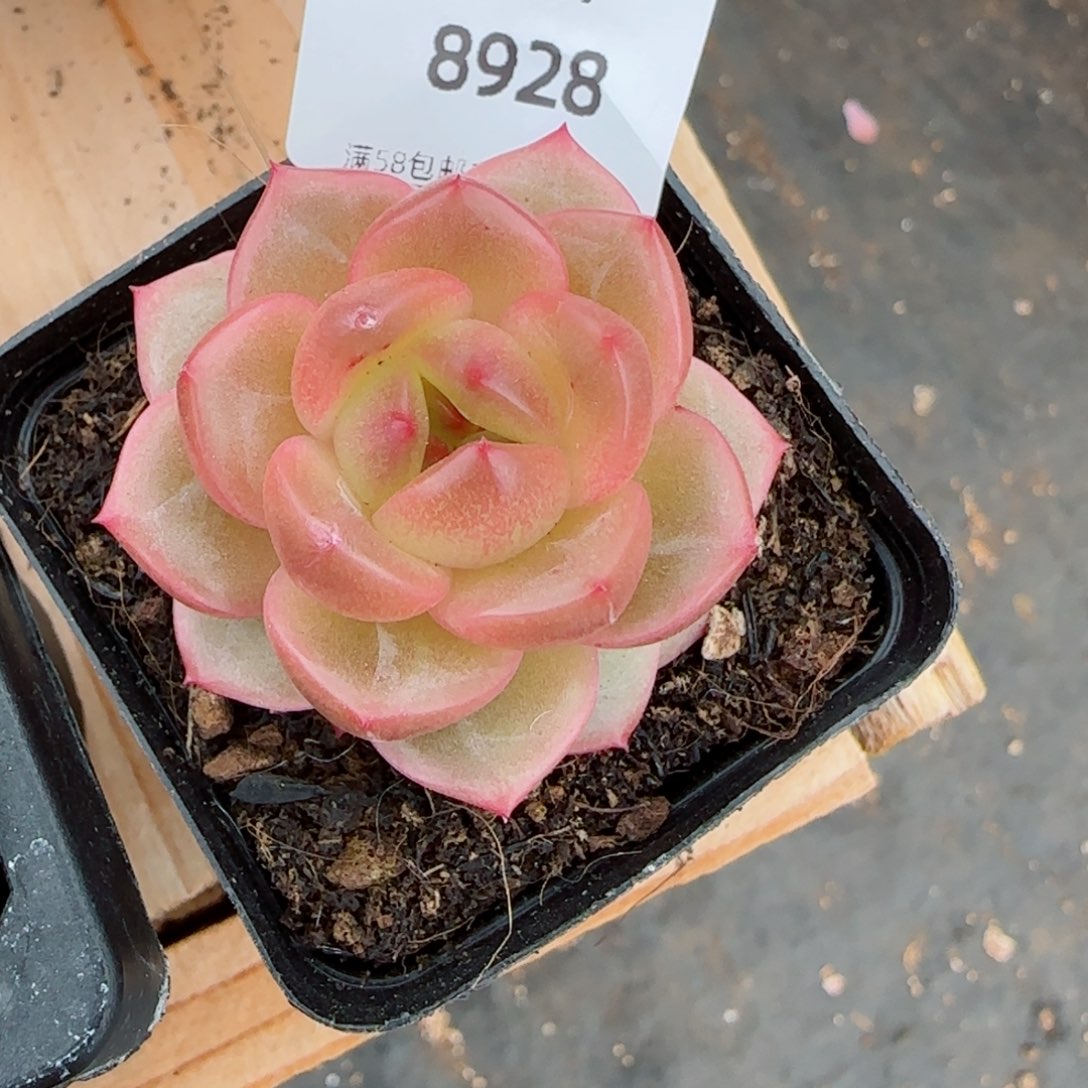 新品，8928多肉植物