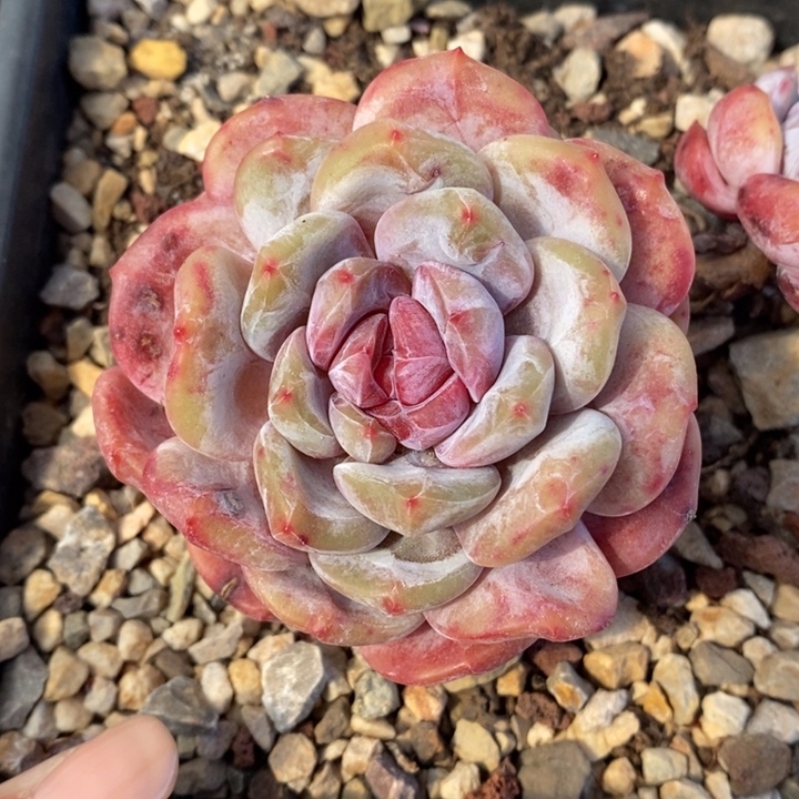 单头粗腿紫心哈哈哈