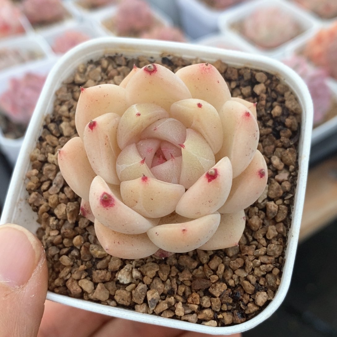 精品多肉一物一拍不包整107