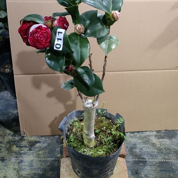 11女郎，原盆原土发货了