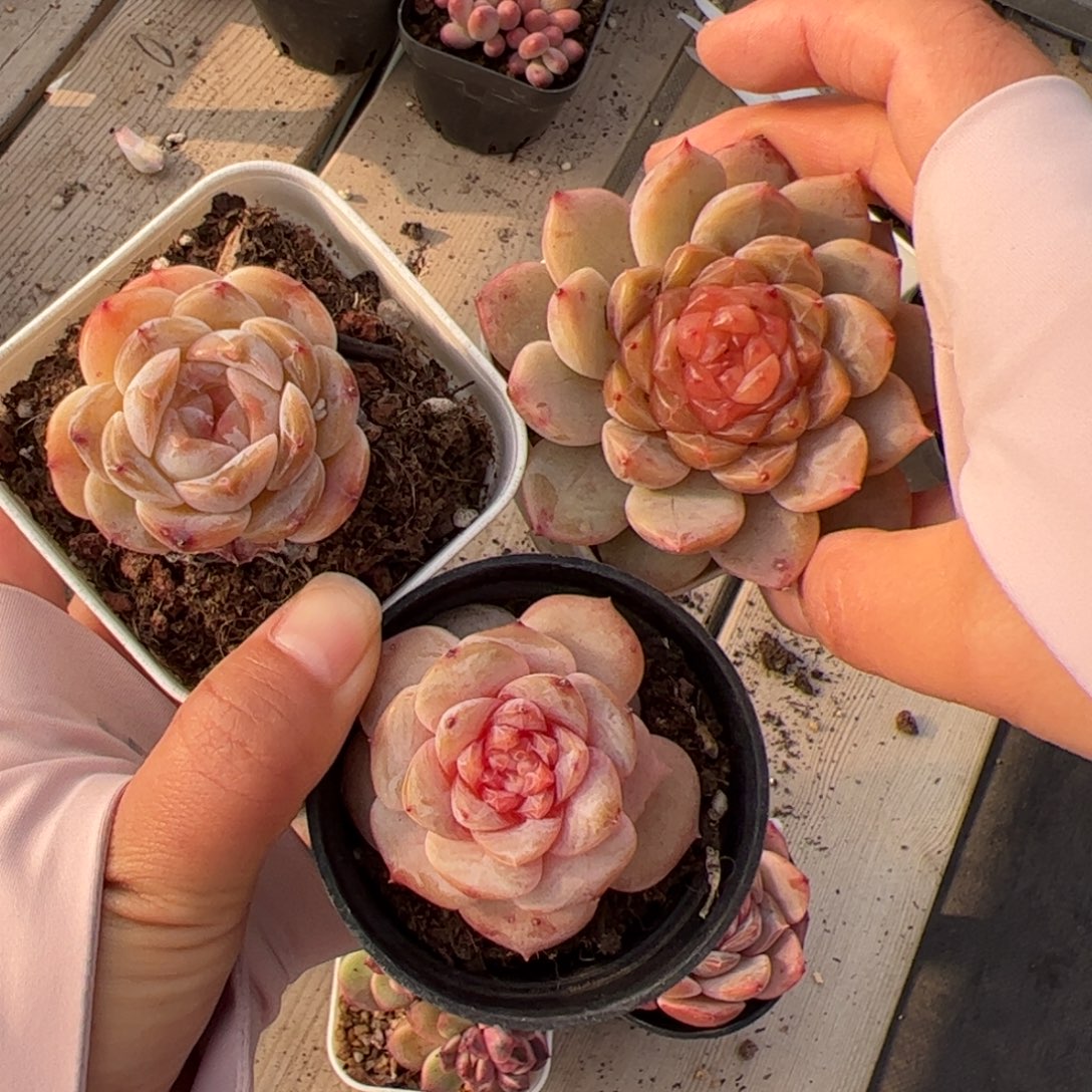 小****626多肉植物组合盆栽