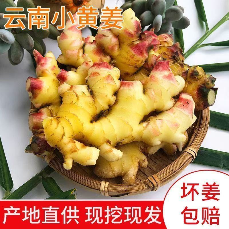 云南当季新鲜小黄姜嫩姜泡姜仔姜辛辣多汁