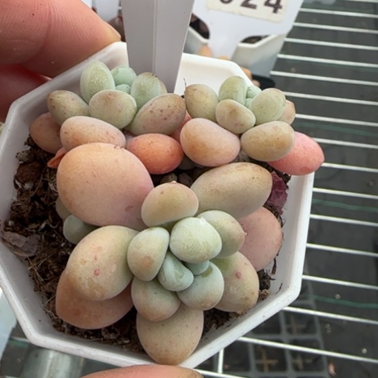 59 一物一拍多肉