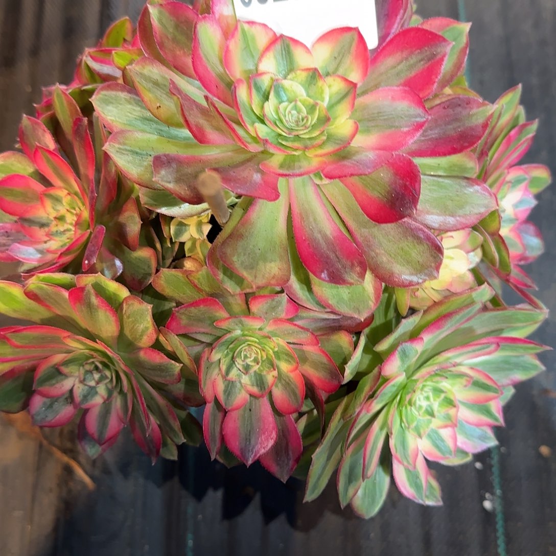 今***0923多肉玉姿多肉多肉