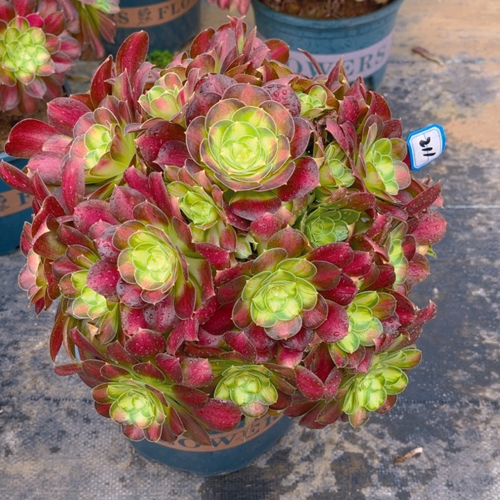 211韶华多肉法师