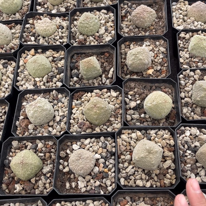 实生凝蹄玉好养皮实