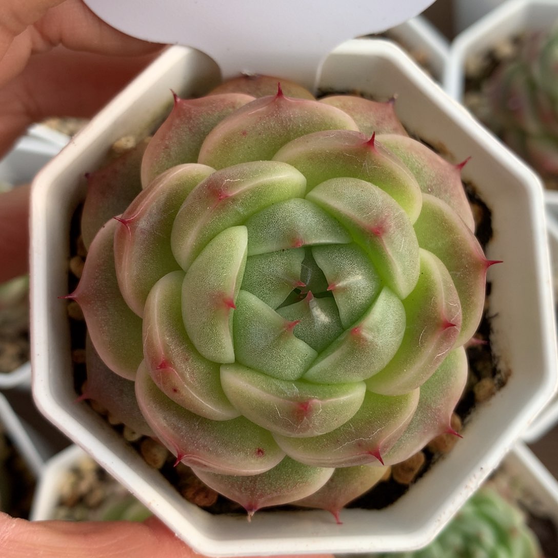 定繁流光麦秆单头154