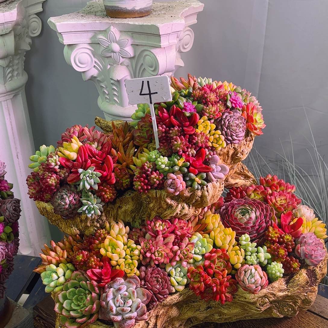 大花果山多肉植物组合