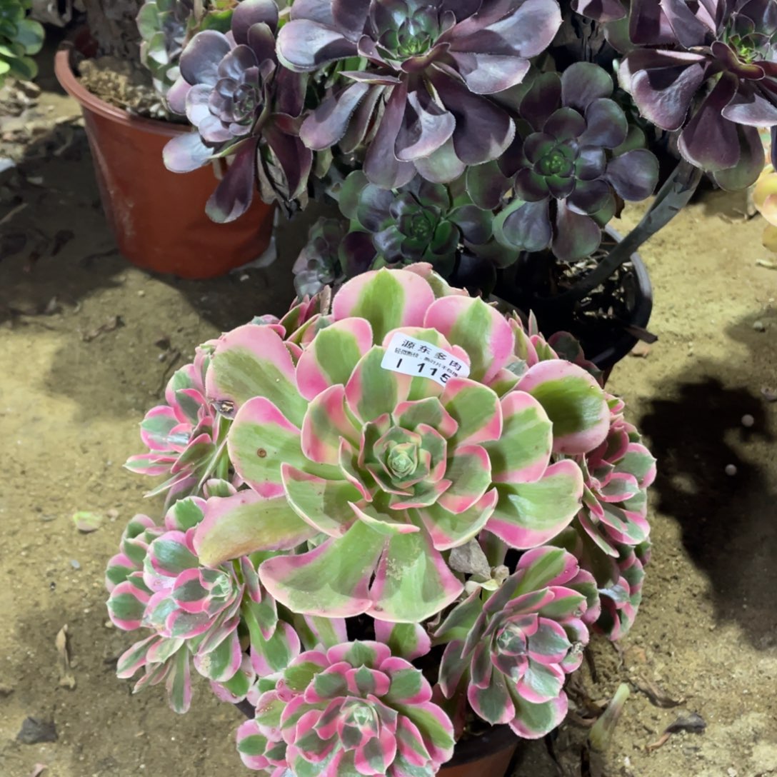 115七彩石多肉法师断枝不包