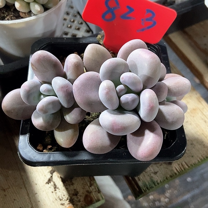 多肉植物奶酪823