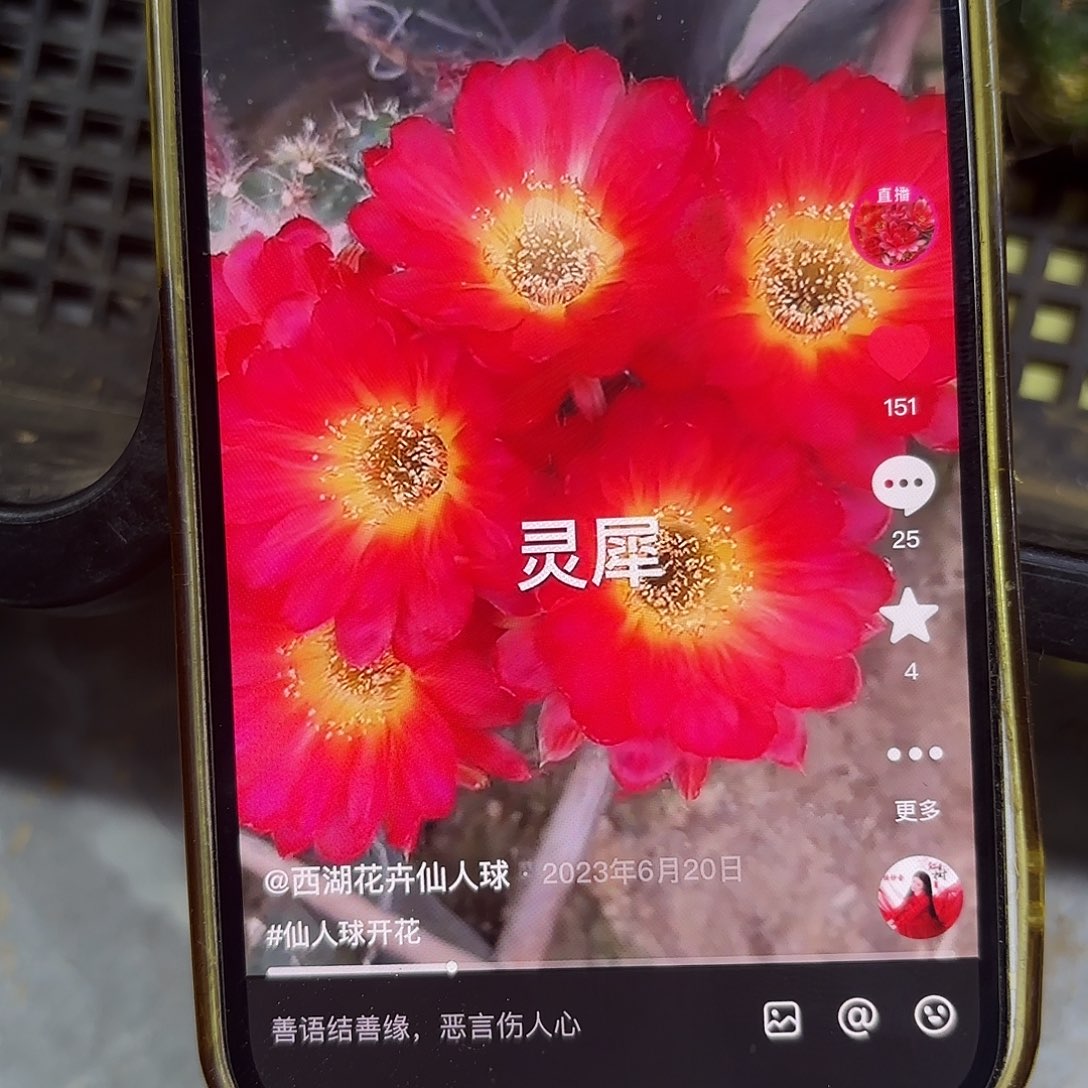 2颗灵犀丽花侧牙20包邮仙人球25
