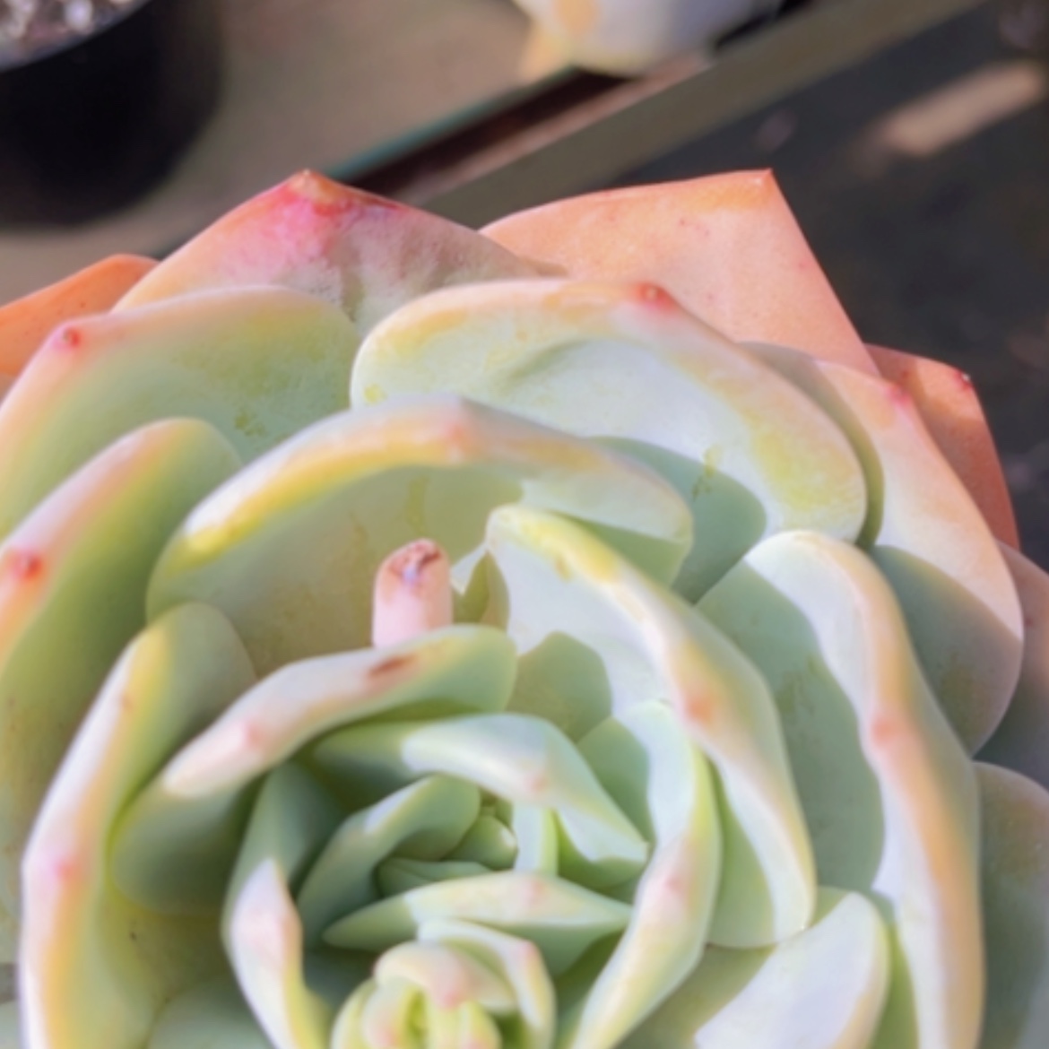 【闪购商品】奶茶05156