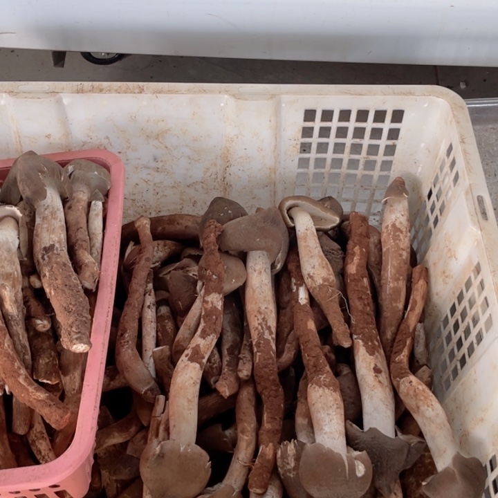 鸡枞菌超好吃中国大陆