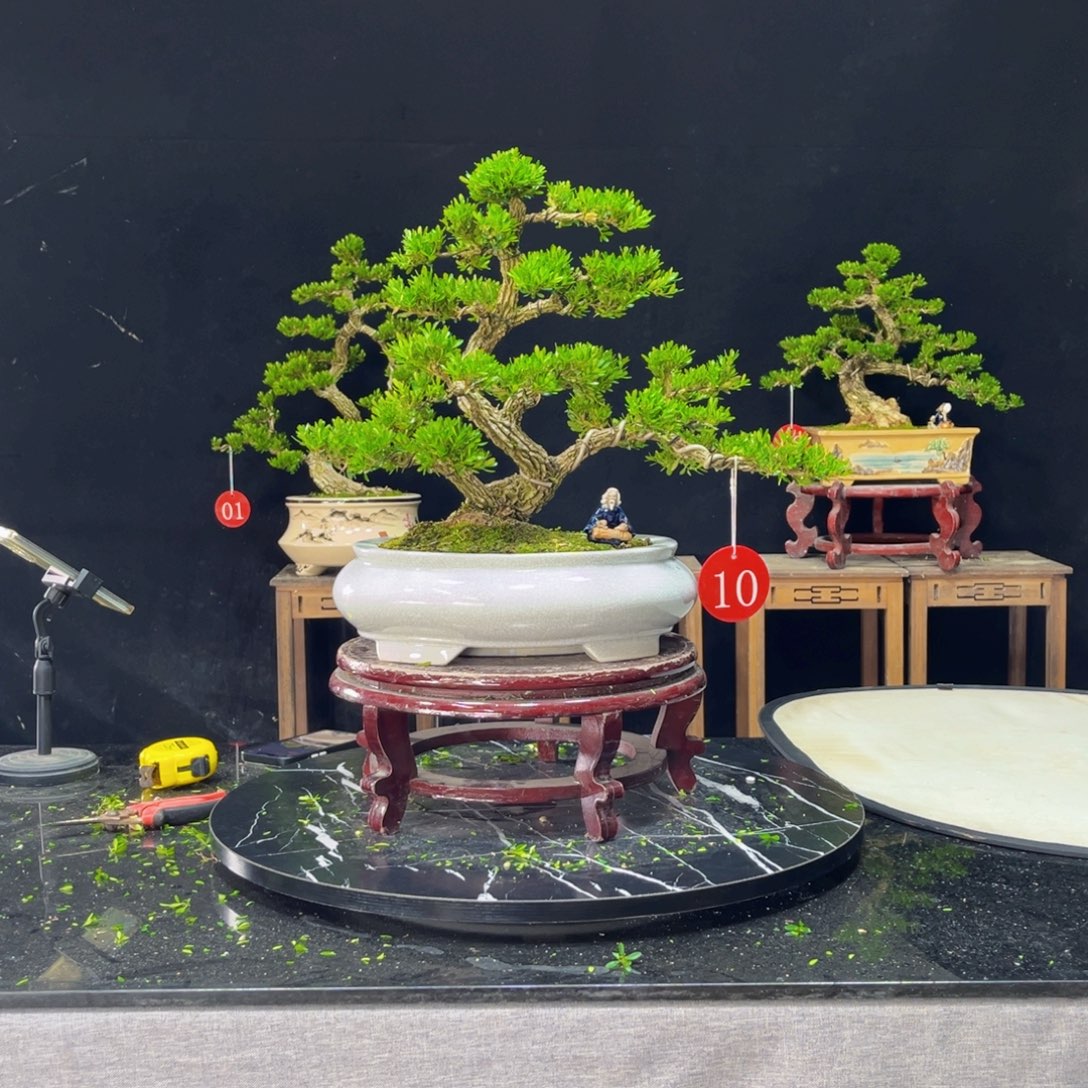 知***乐完全开放黄杨盆景