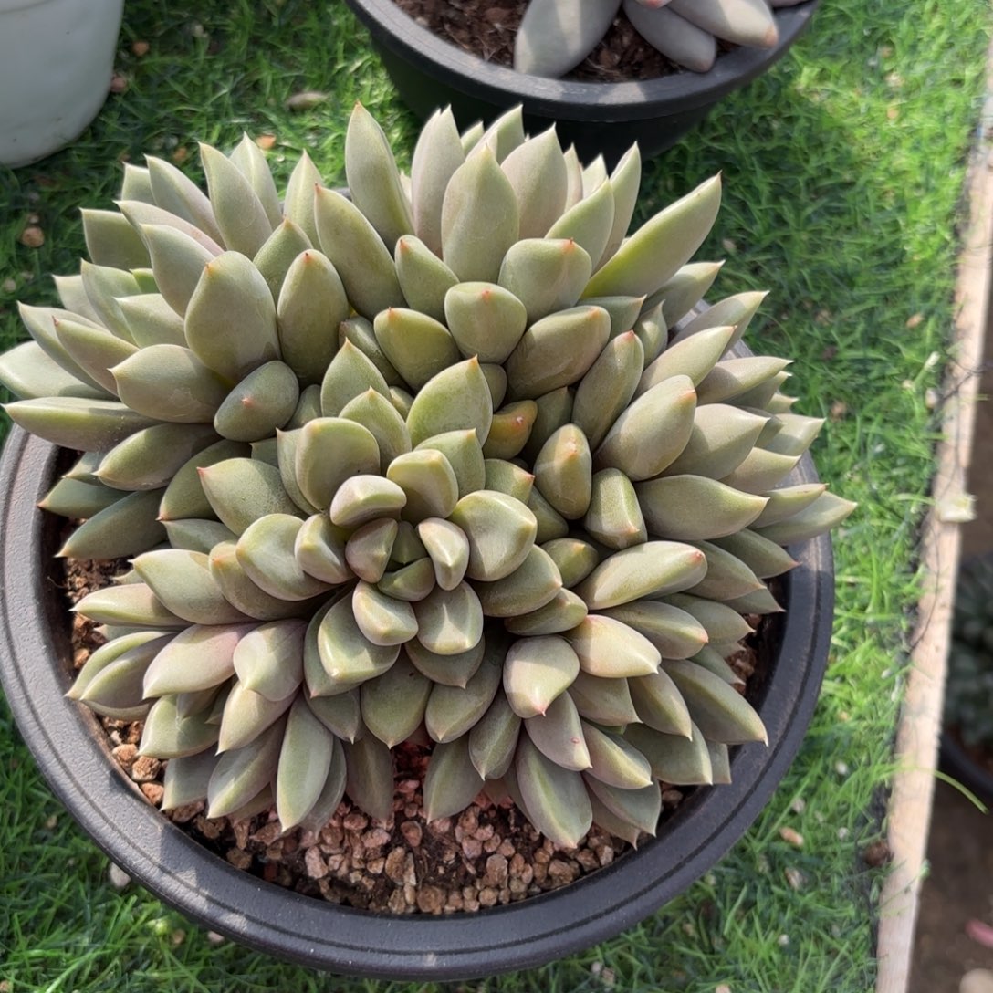 红象牙多肉888888899990