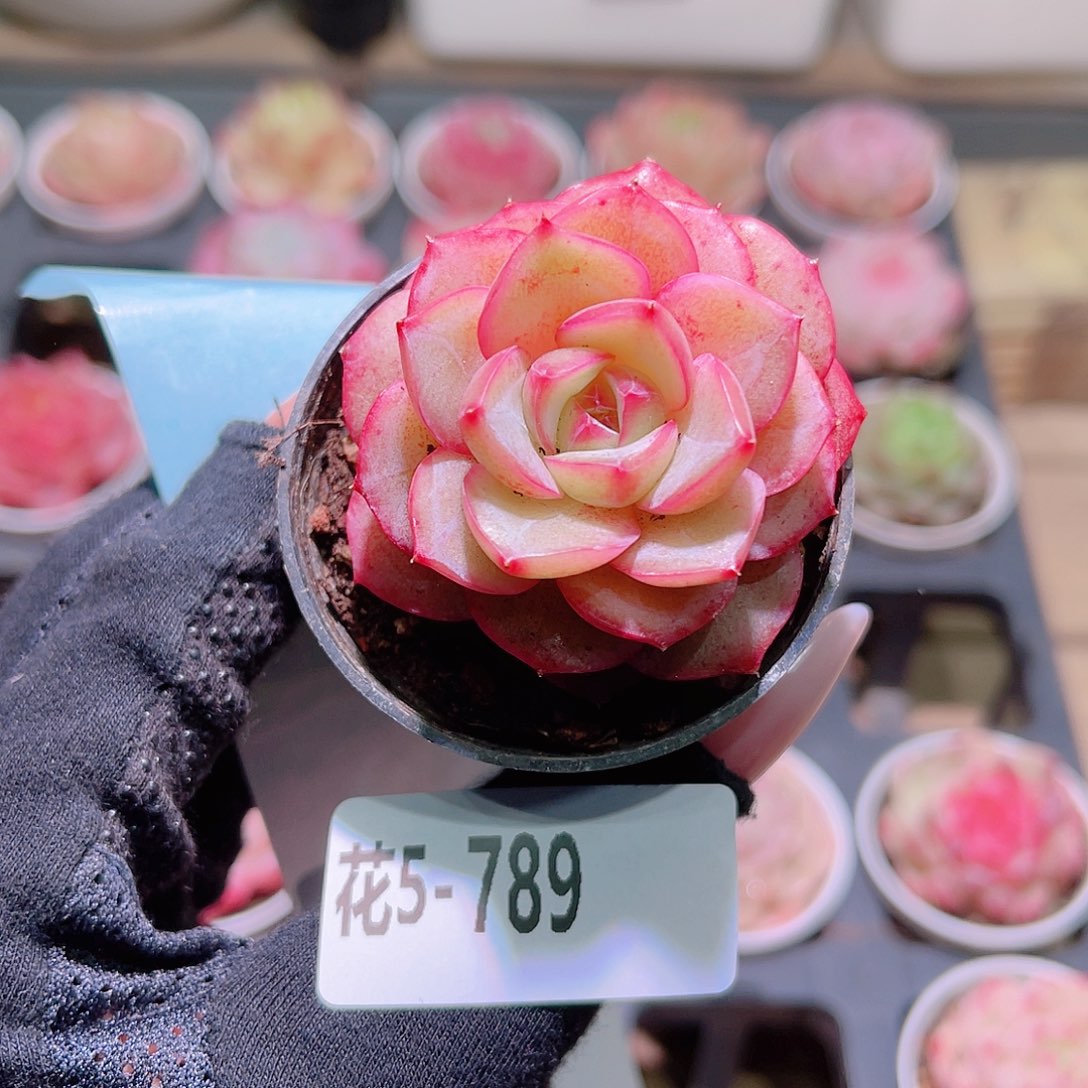 花利美5-789新品