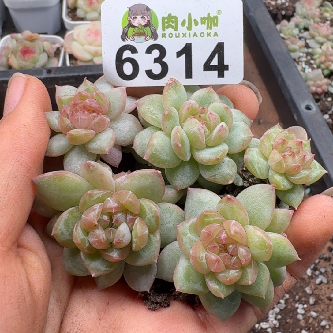 多肉植物多肉植物