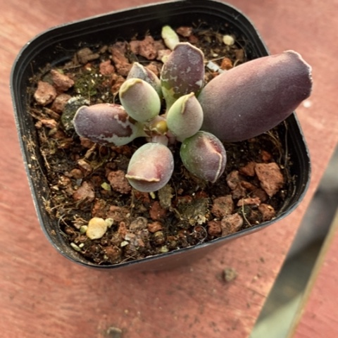 艺技水泡6仙人球