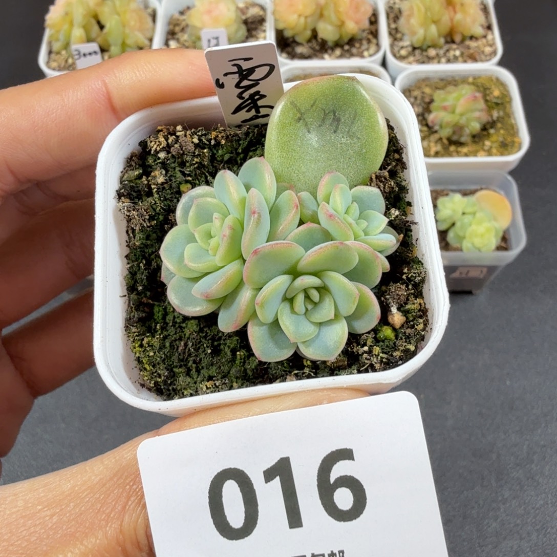 西米露三头一物一拍016