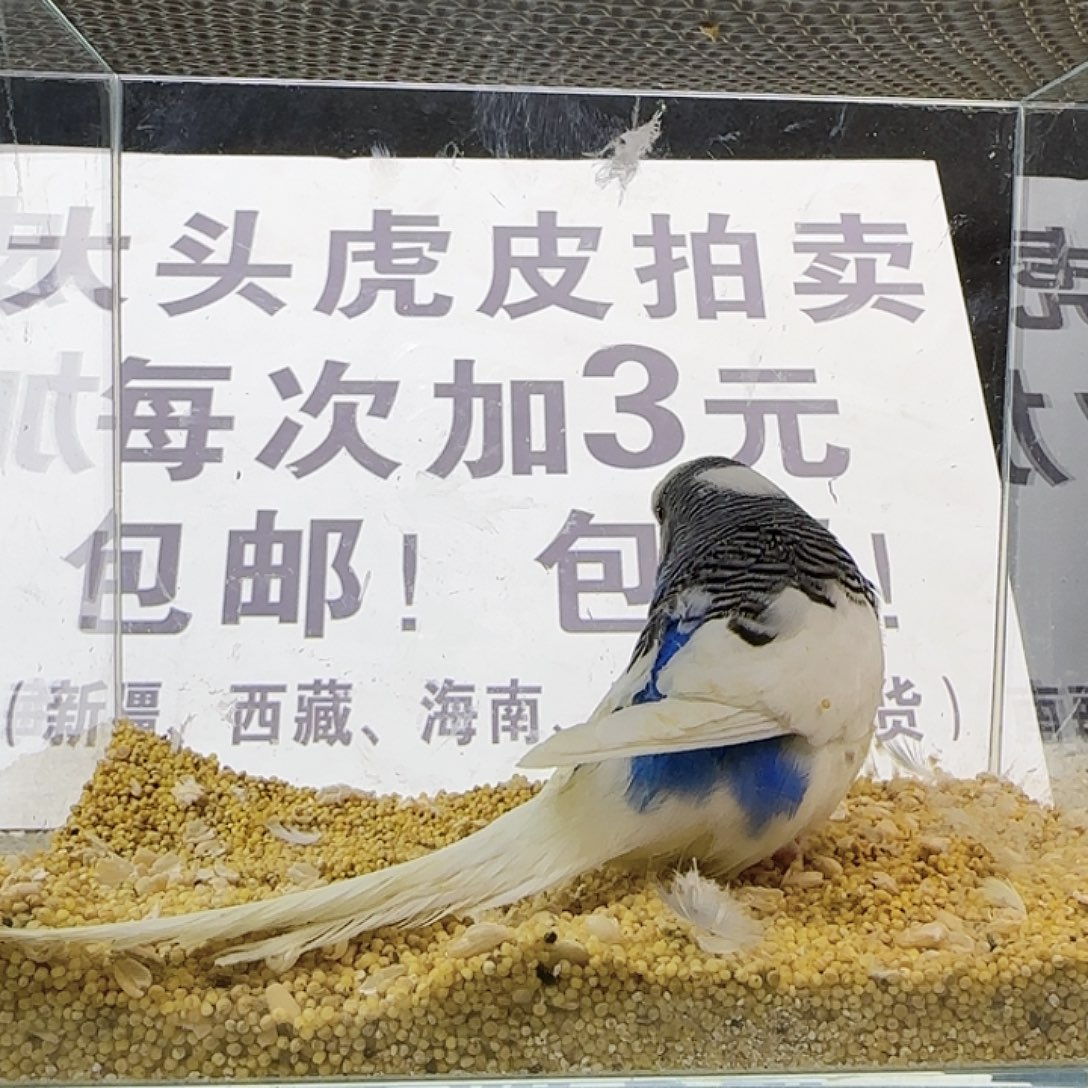 虎皮鹦鹉大头鹦鹉