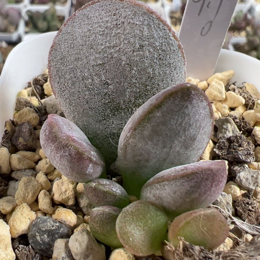 w白粉实生新品多肉植物水泡