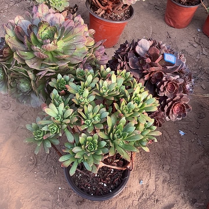 886多肉植物瑕疵特价，