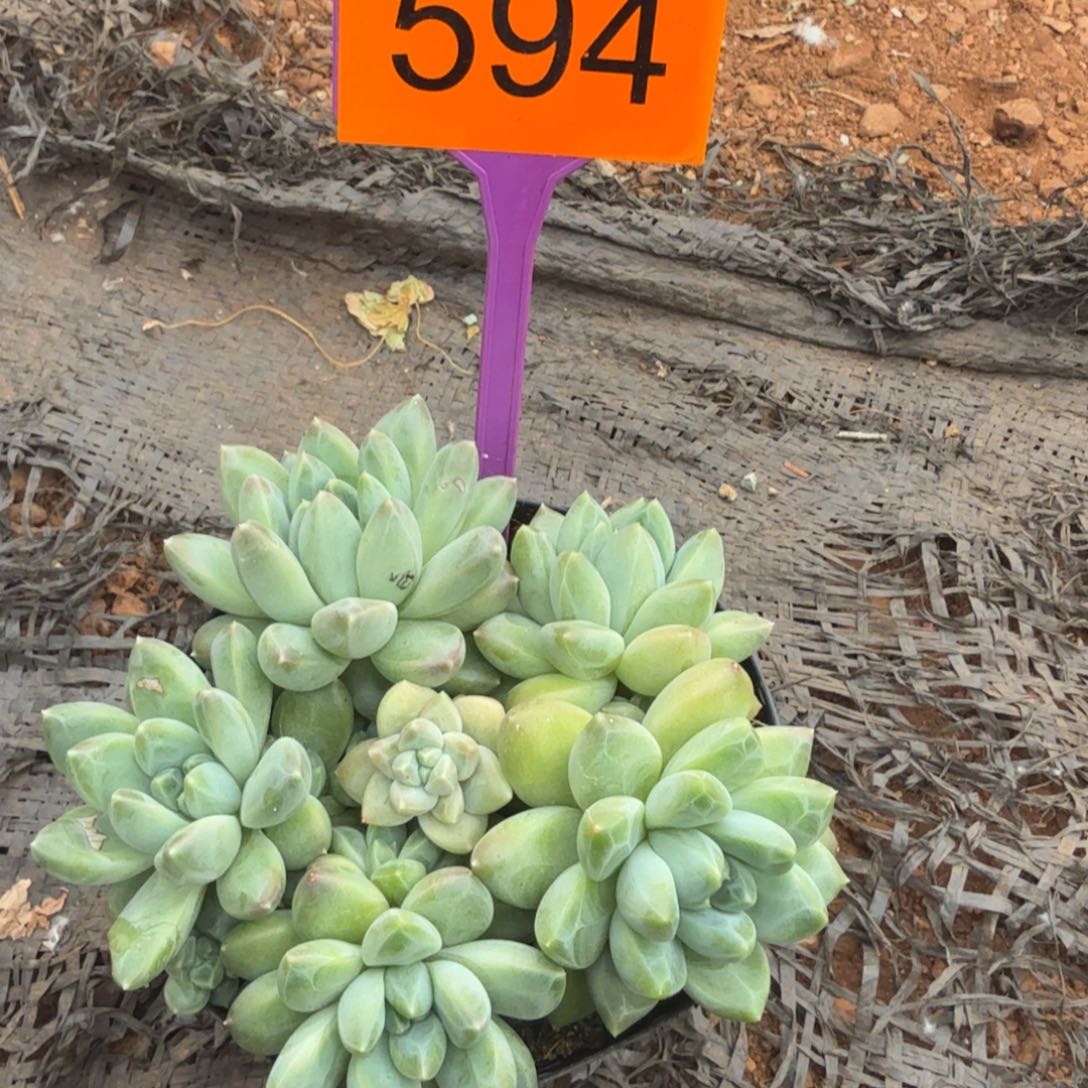 小****多肉植物漂亮群生594