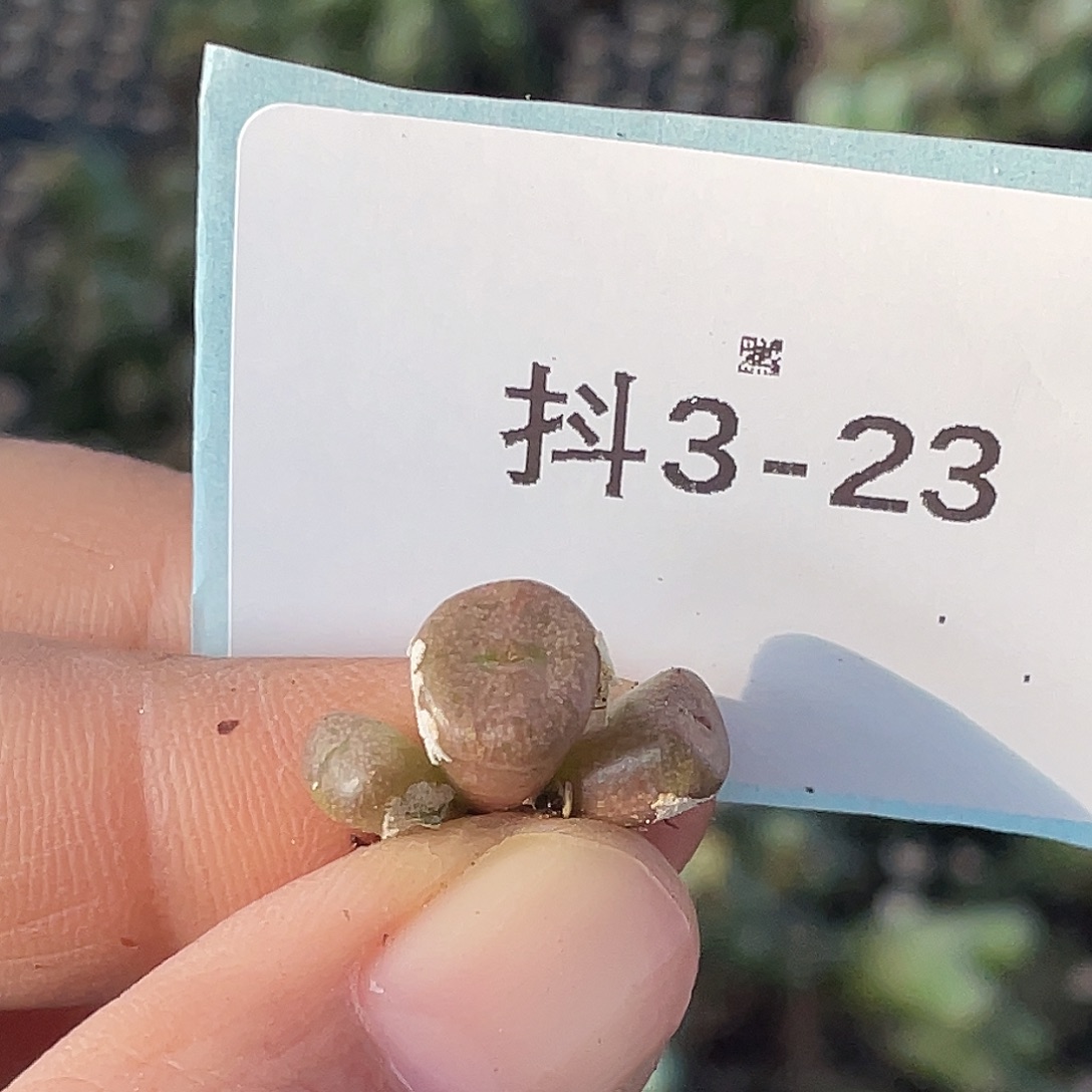 3-23猪鼻子多肉植物