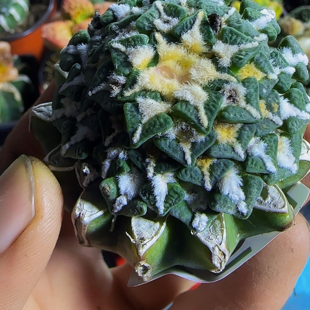 飞碟黑牡丹一754。        