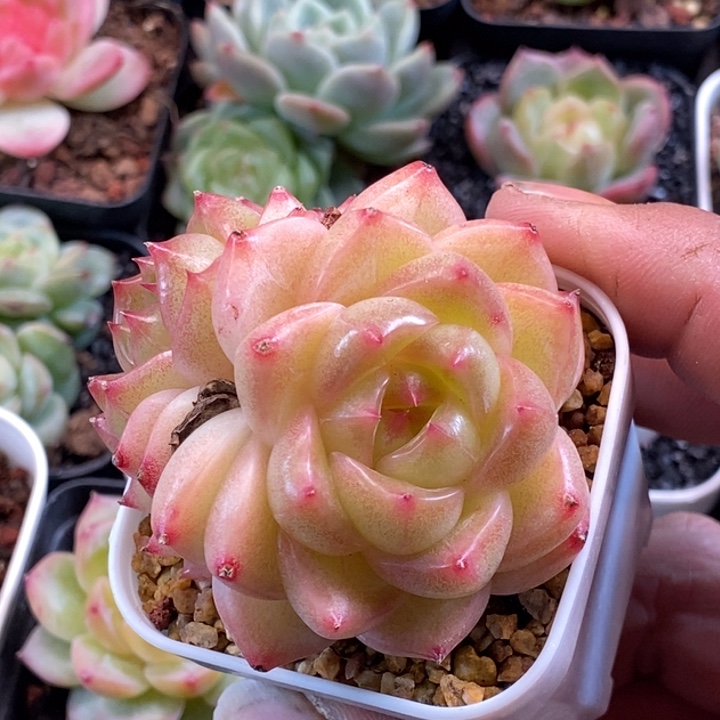 天官赐福百无禁忌