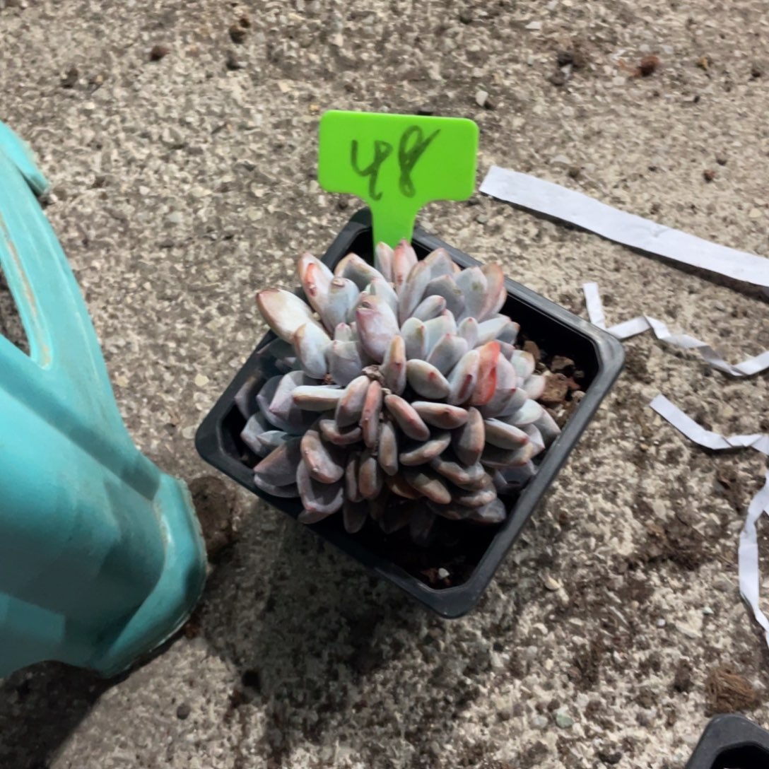 小***莫星影缀化多头群生48