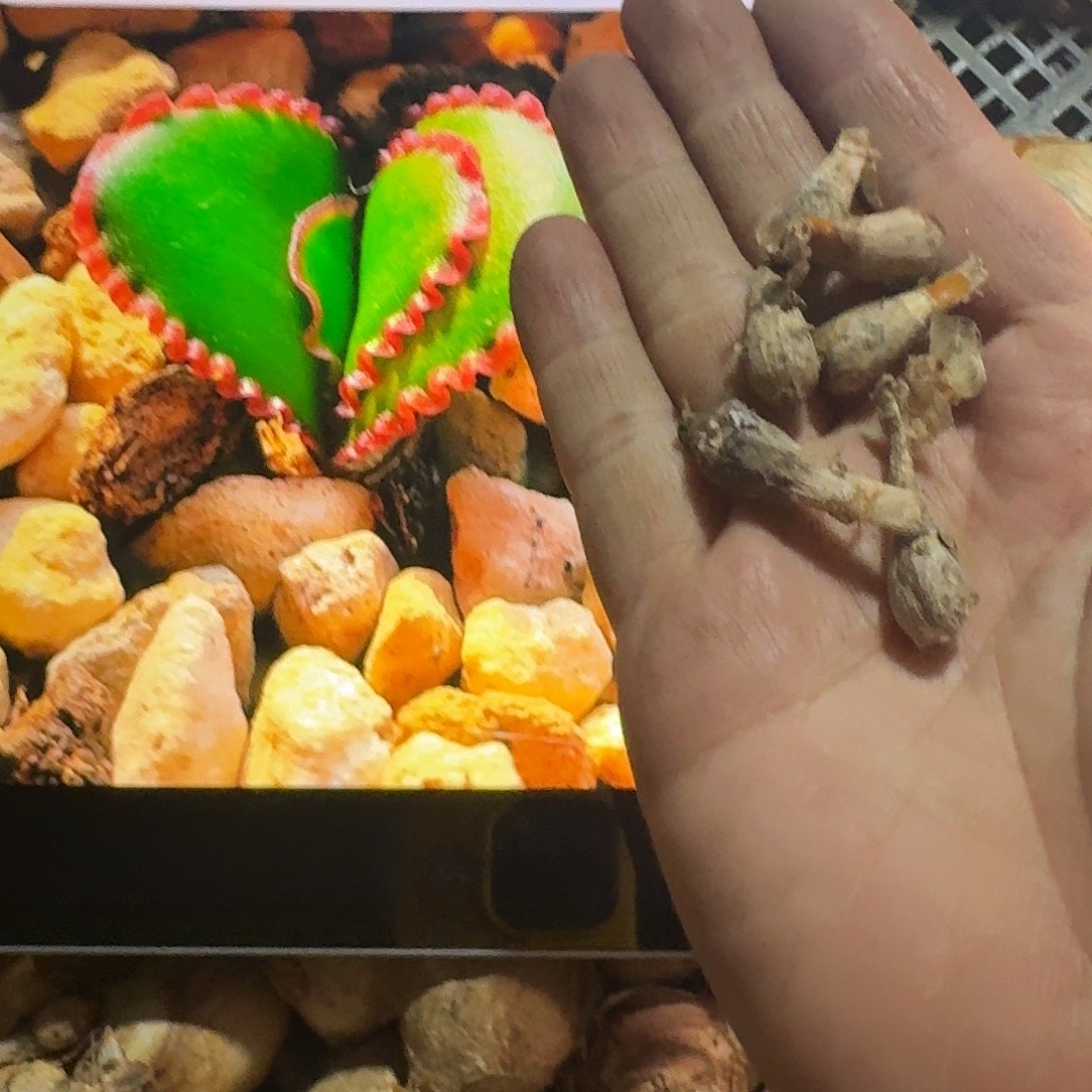 bs红蕾丝灯台百合约0.8-0.9cm一个量拍链接