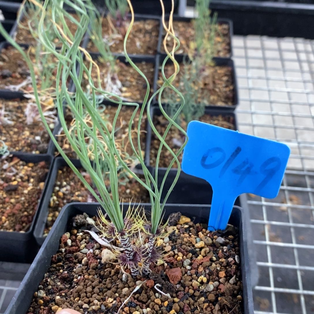 绿孔雀多肉植物一个