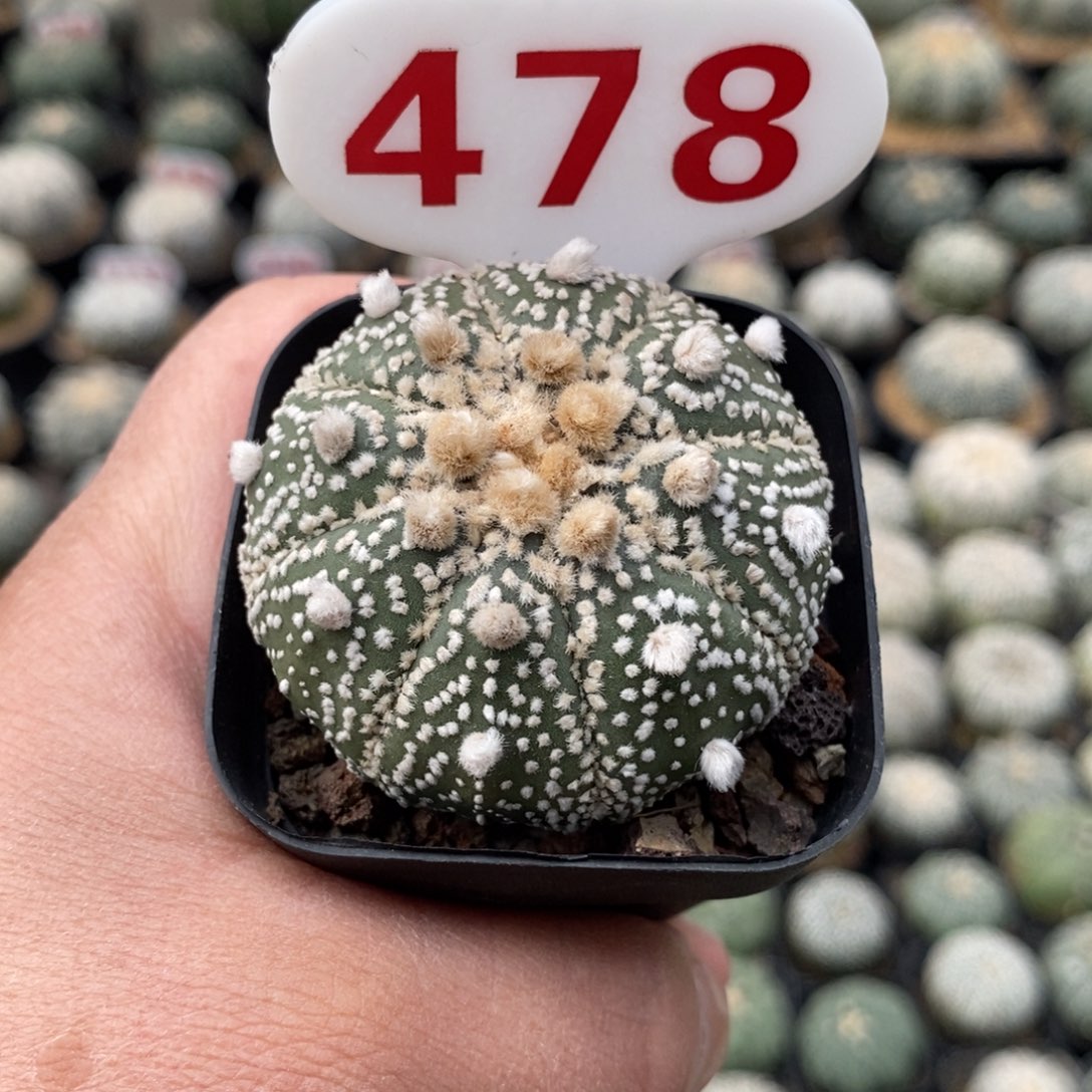 478福利系列来了哦
