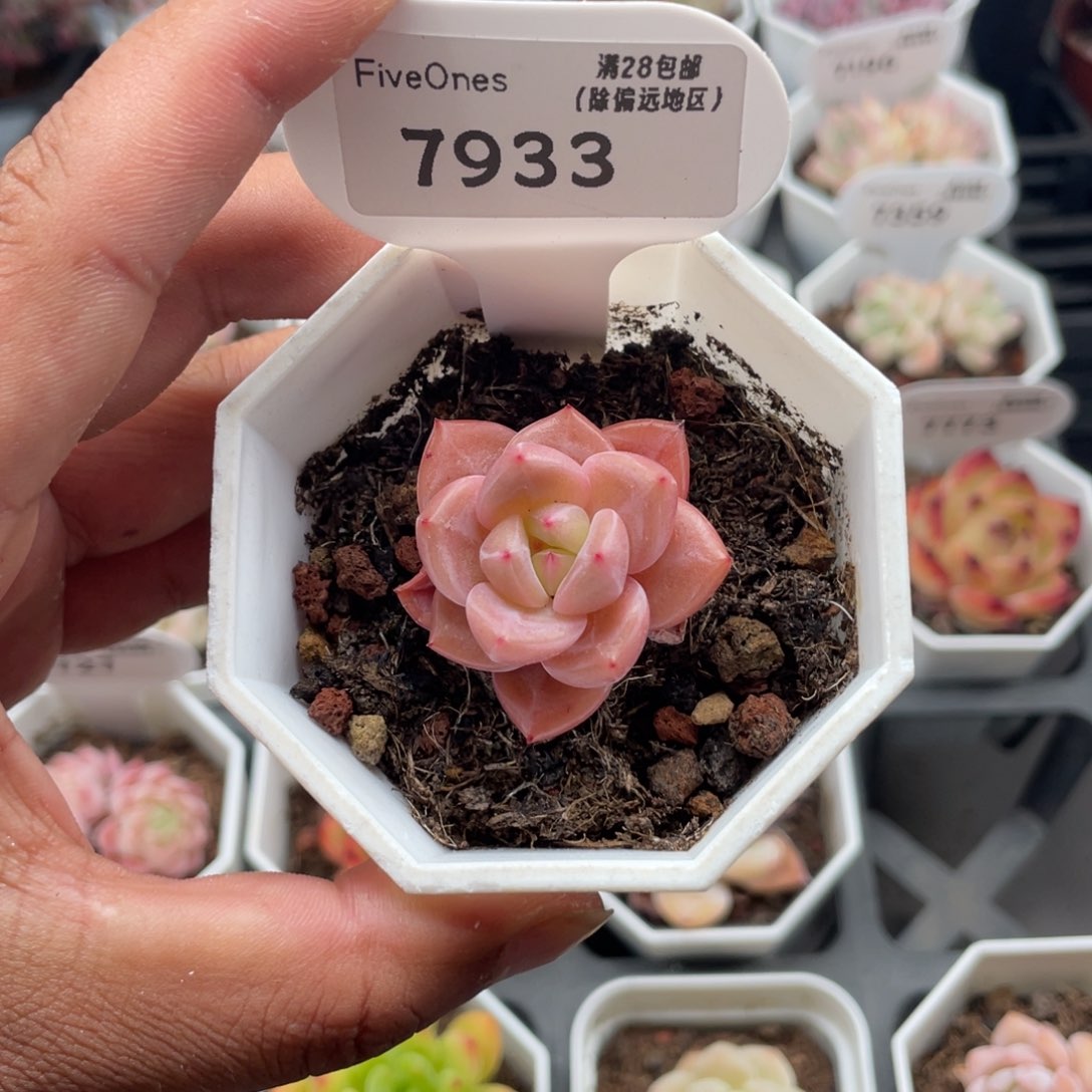 7993 Q橙 3.5厘米