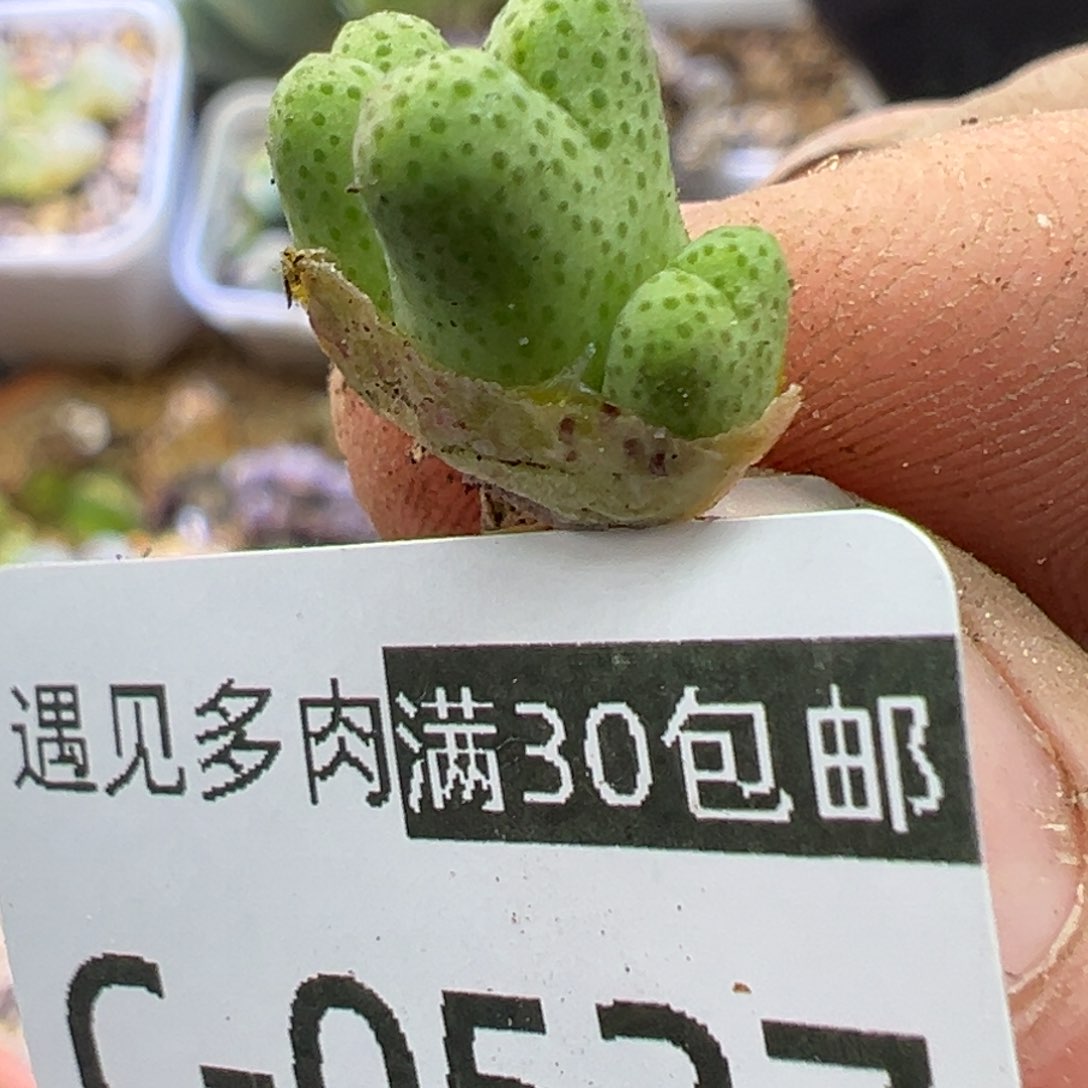 多肉植物11111111111111111