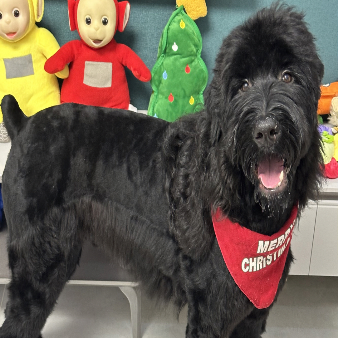 直播间宠物玩具用品链接（个别微瑕介意勿拍）