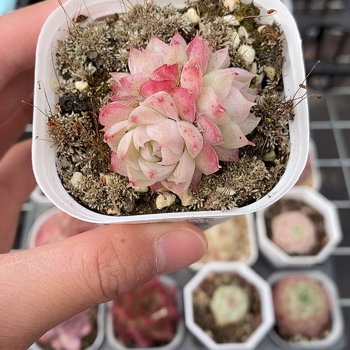 粉色的小可爱啊15