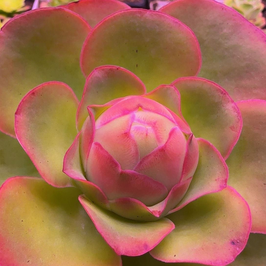 凤隐玫瑰135386864545465