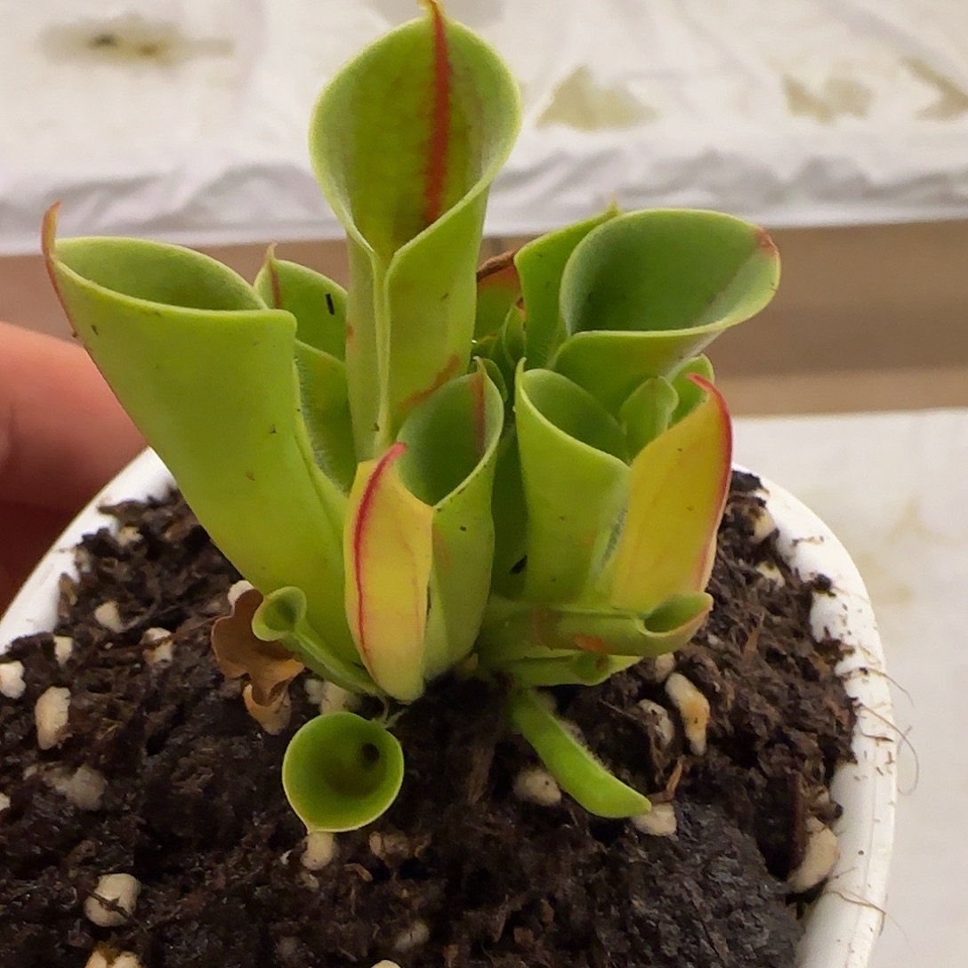 无花朵专拍小太阳