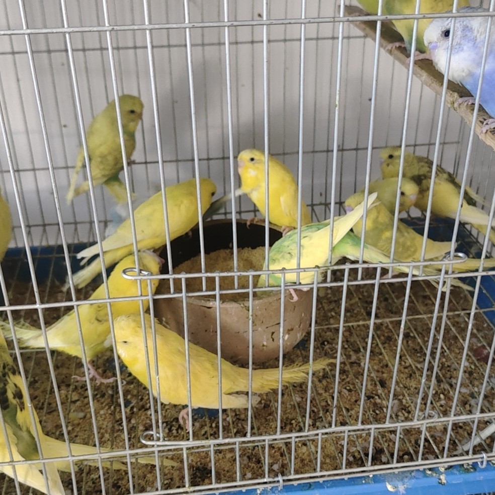 大头鹦鹉虎皮活体可手养一只大头鹦鹉可手养的鸟竹鸡活鸡