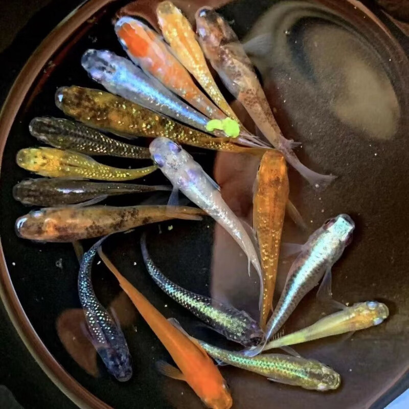 观背青鱂鱼小型冷水鱼不用加温打氧过滤活体运输迷你淡水观赏鱼