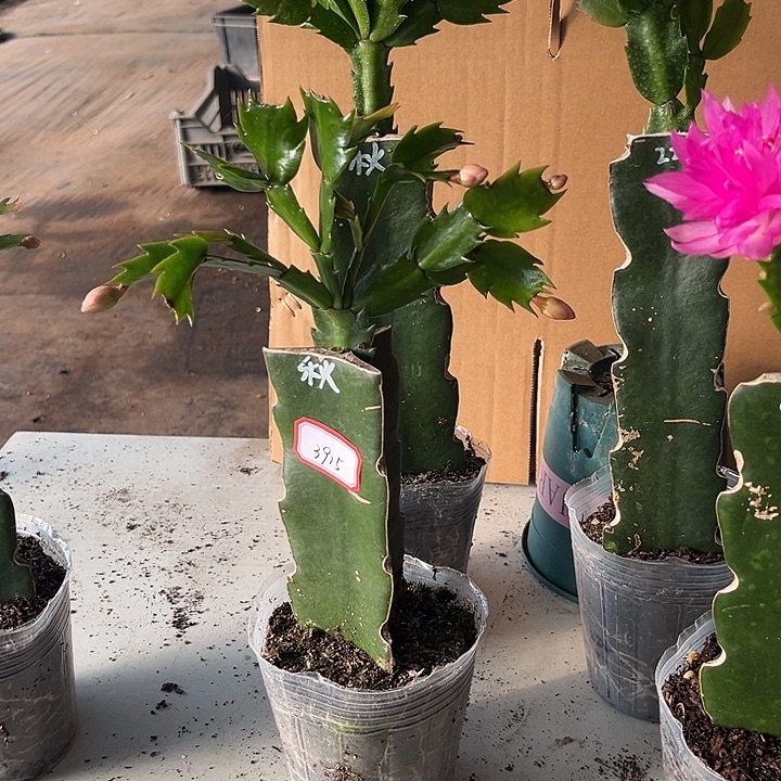 平***财当前无花朵，栽培后可花朵秋