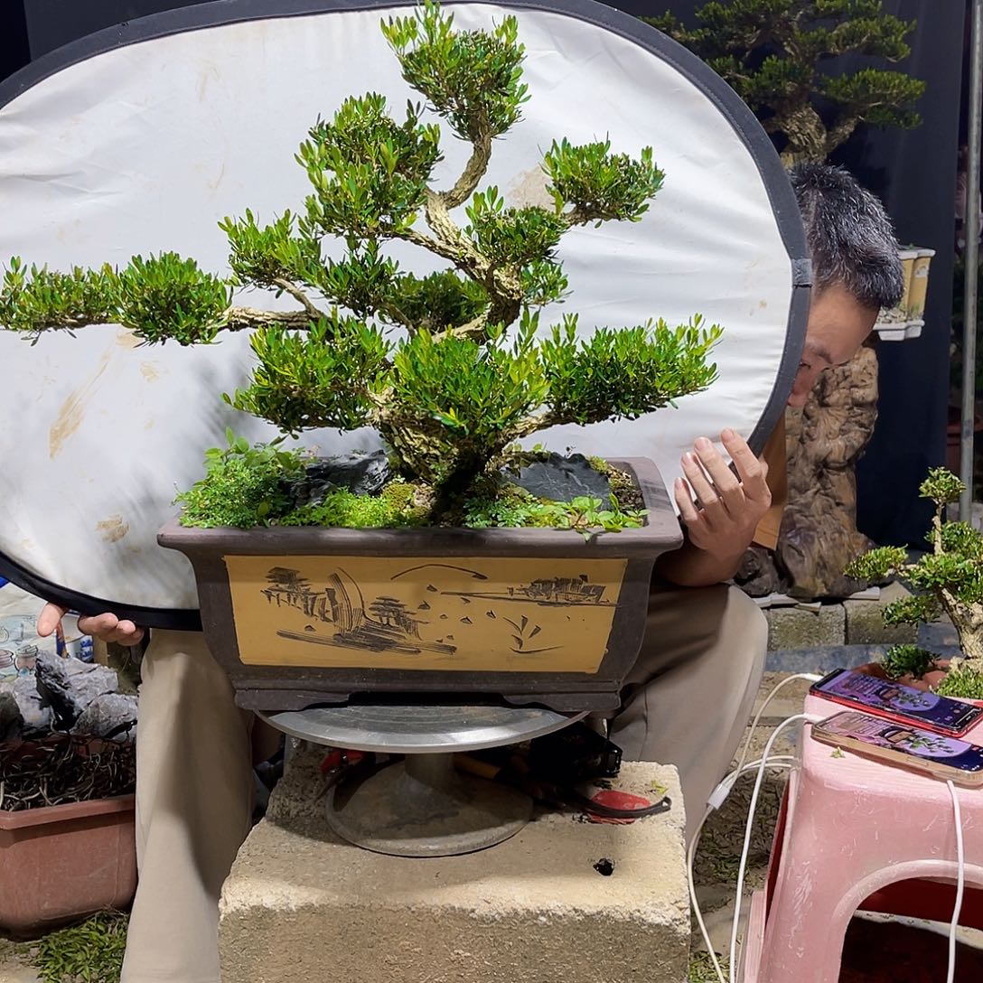 孔***子当前无花栽培后可以开花