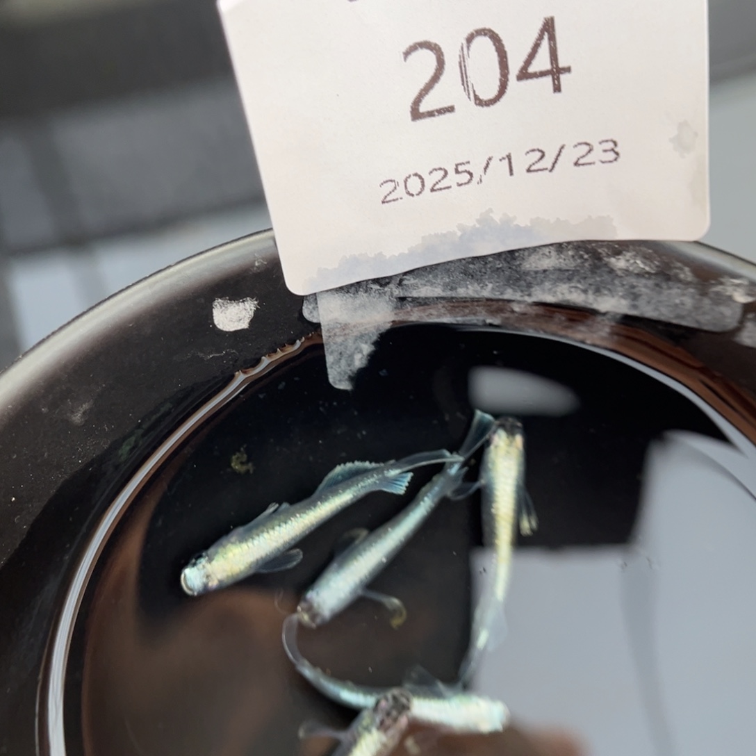 青鳉鱼204玛利亚宽鳍五尾