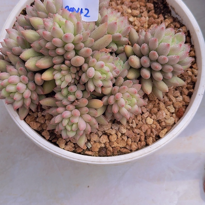 0442言子多肉植物