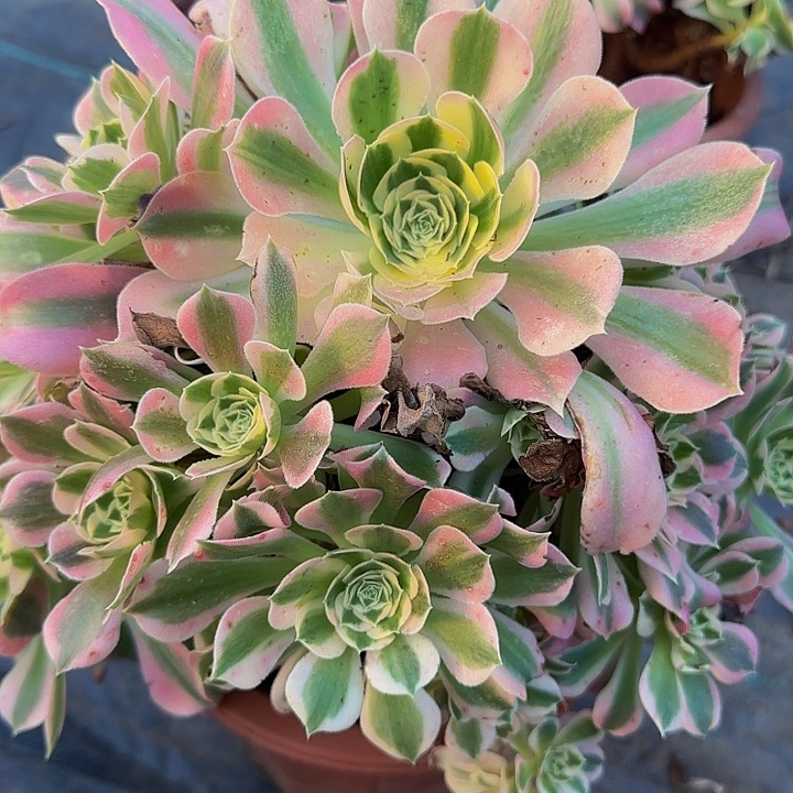 白凤老桩亏本福利21