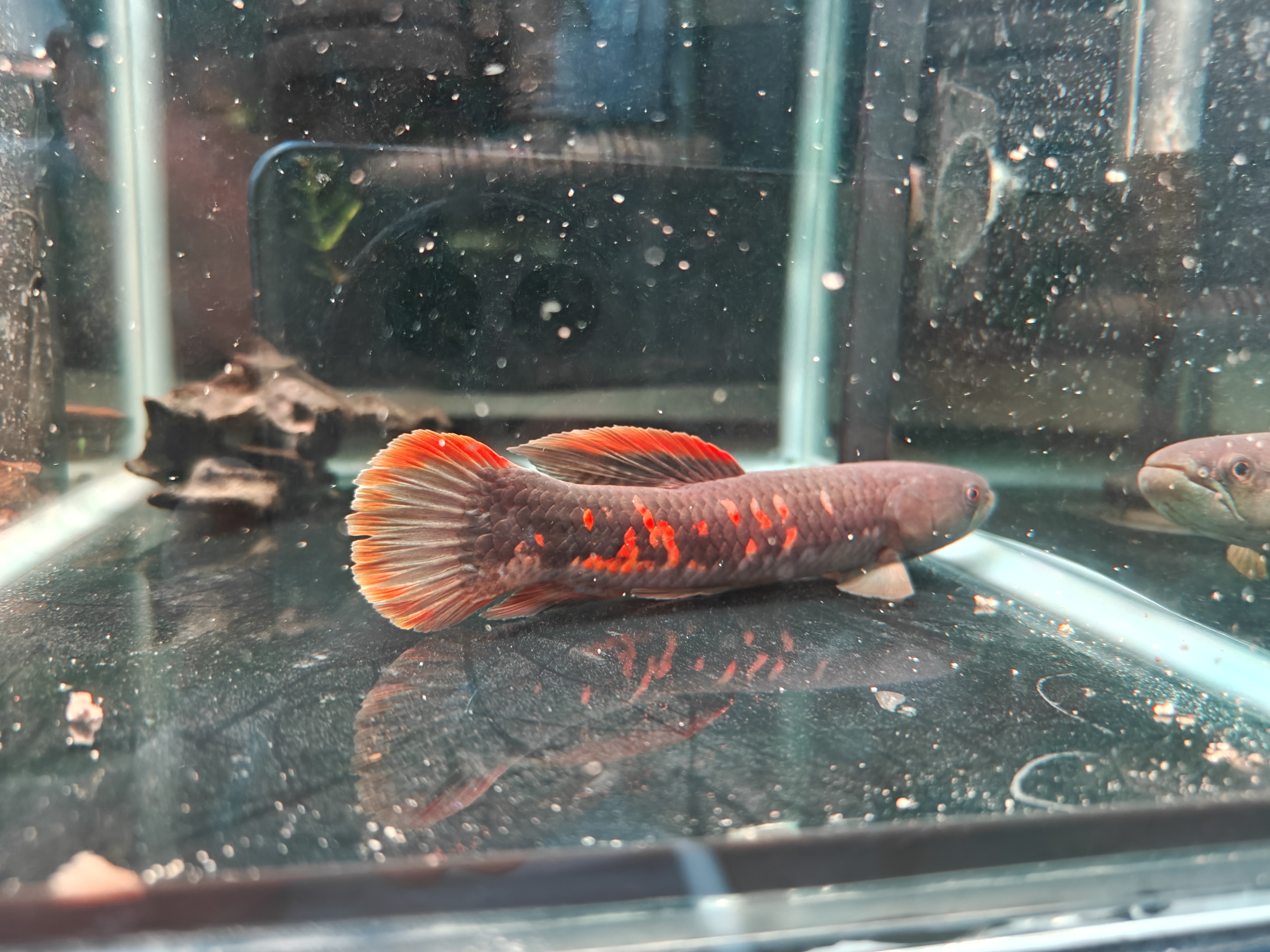 极品七彩牙鱼鱼凶猛观赏鱼冷水淡水原生鱼彩虹雷龙易活适合新手