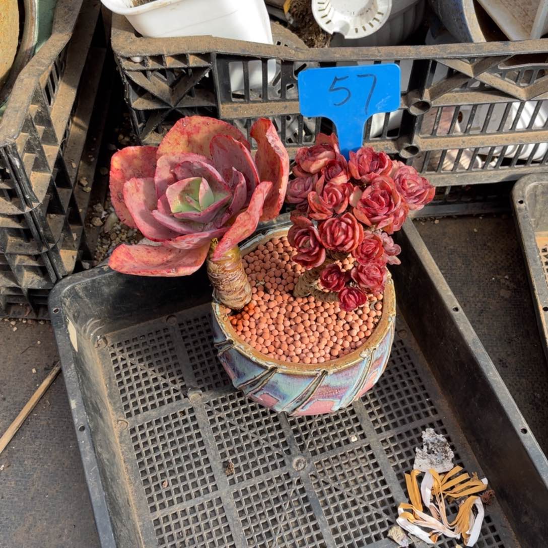 花****?0057秀妍多肉植物