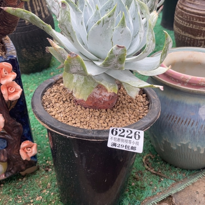 226号雪山多肉植物